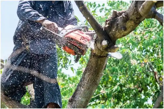 tree services Apple Valley